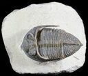 Zlichovaspis Trilobite - Lghaft, Morocco #49898-1